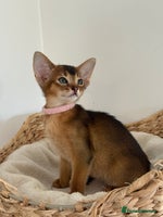 Abyssinian cats - Advert 2