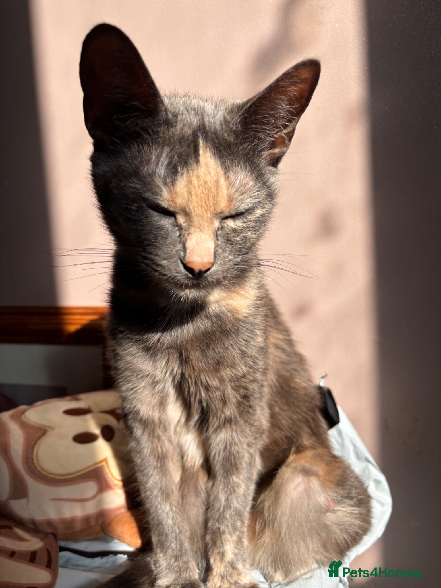 Mixed Breed cats Two cute girlies  - Advert 1
