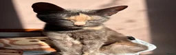 Mixed Breed cats for sale: Two cute girlies  - Advert 1