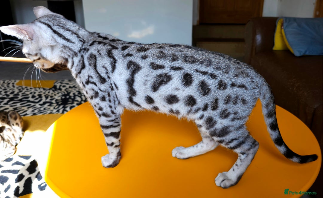 Bengal cats for sale: Exceptional Bengal kittens Available  - Image 14
