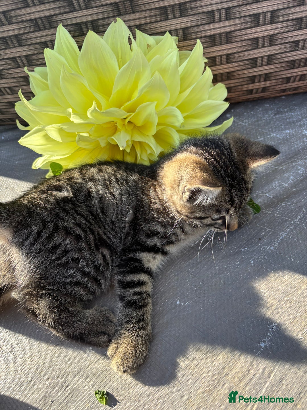 Mixed Breed cats for sale: Beautiful tabby kittens - Image 9