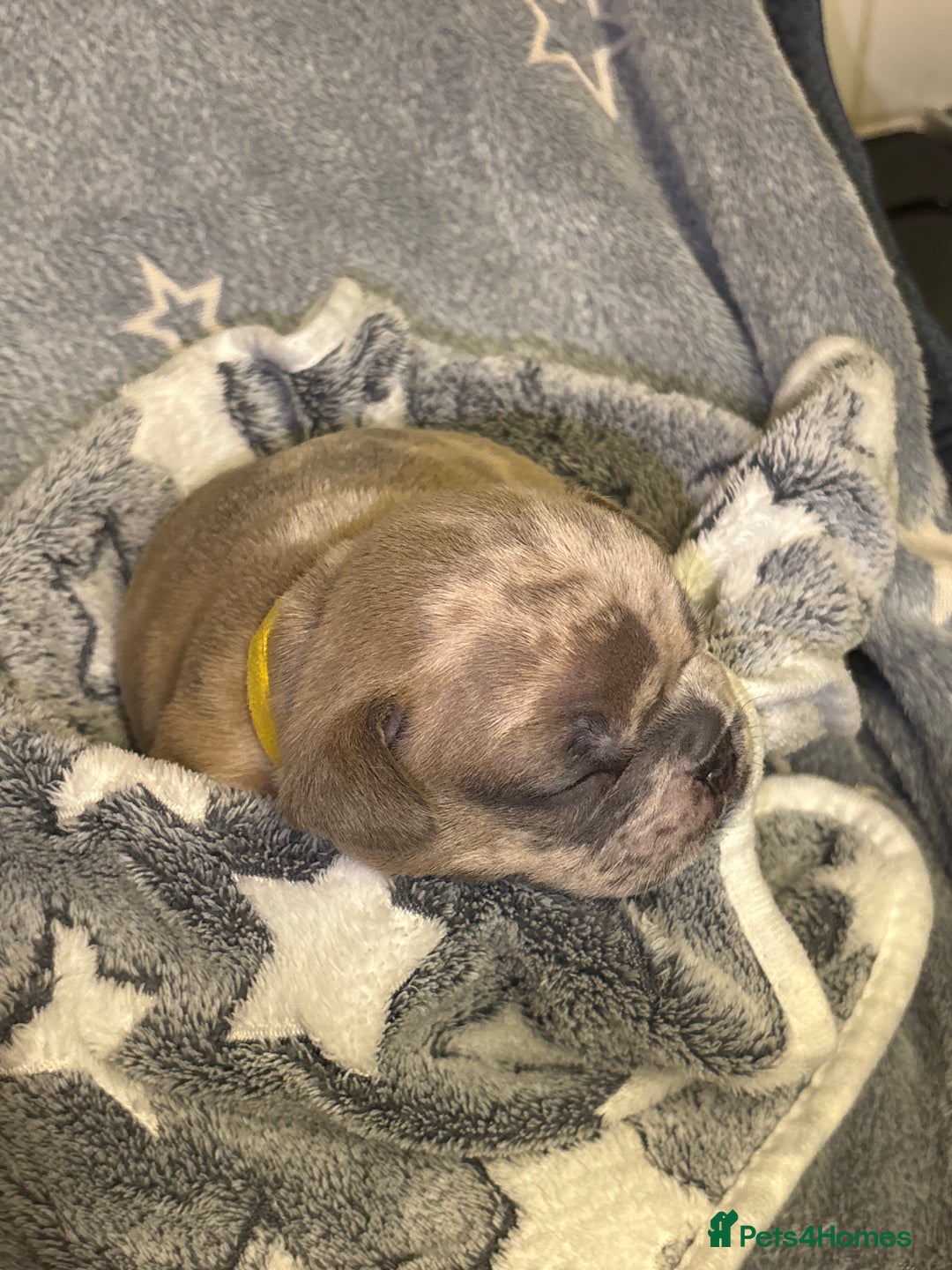 French Bulldog dogs for sale: FRENCH-BULLDOG LITTER  - Advert 26