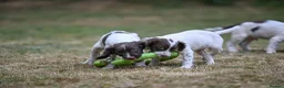 English Springer Spaniel dogs for sale: Kennel club registered Springer Spaniel Puppies - Advert 6