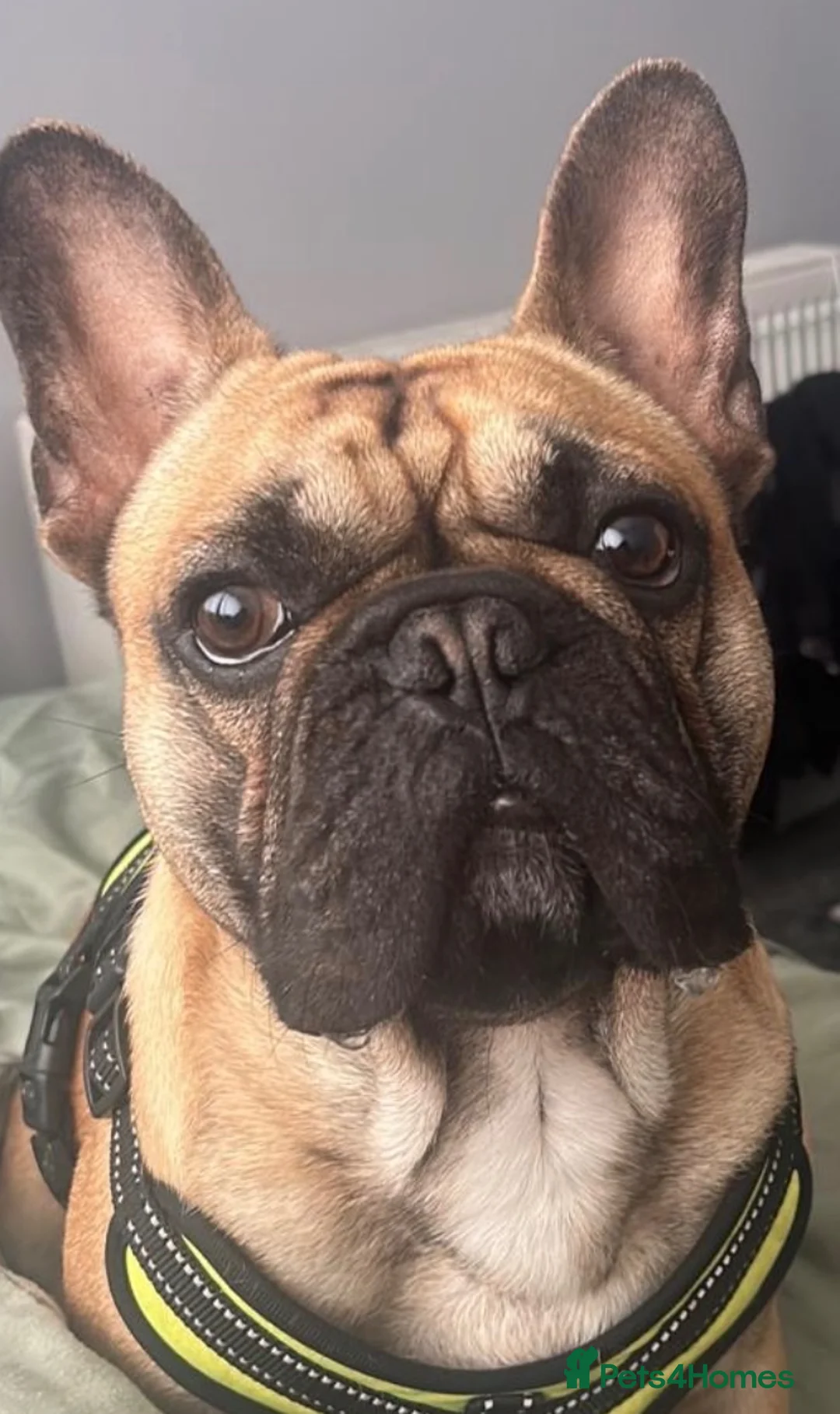 French Bulldog dogs for stud: Stud only  - Advert 2