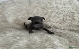 Italian Greyhound dogs for sale: Beautiful Italian greyhounds - Polish Bloodlines - Image 3