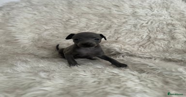 Italian Greyhound dogs - Advert 11
