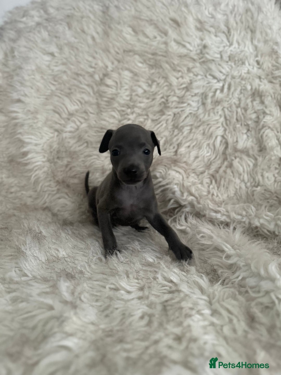 Italian Greyhound dogs for sale: Beautiful Italian greyhounds - Polish Bloodlines - Image 3