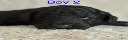 Bordoodle dogs for sale: Exceptional F1bbb Bordoodle Puppies  - Advert 7