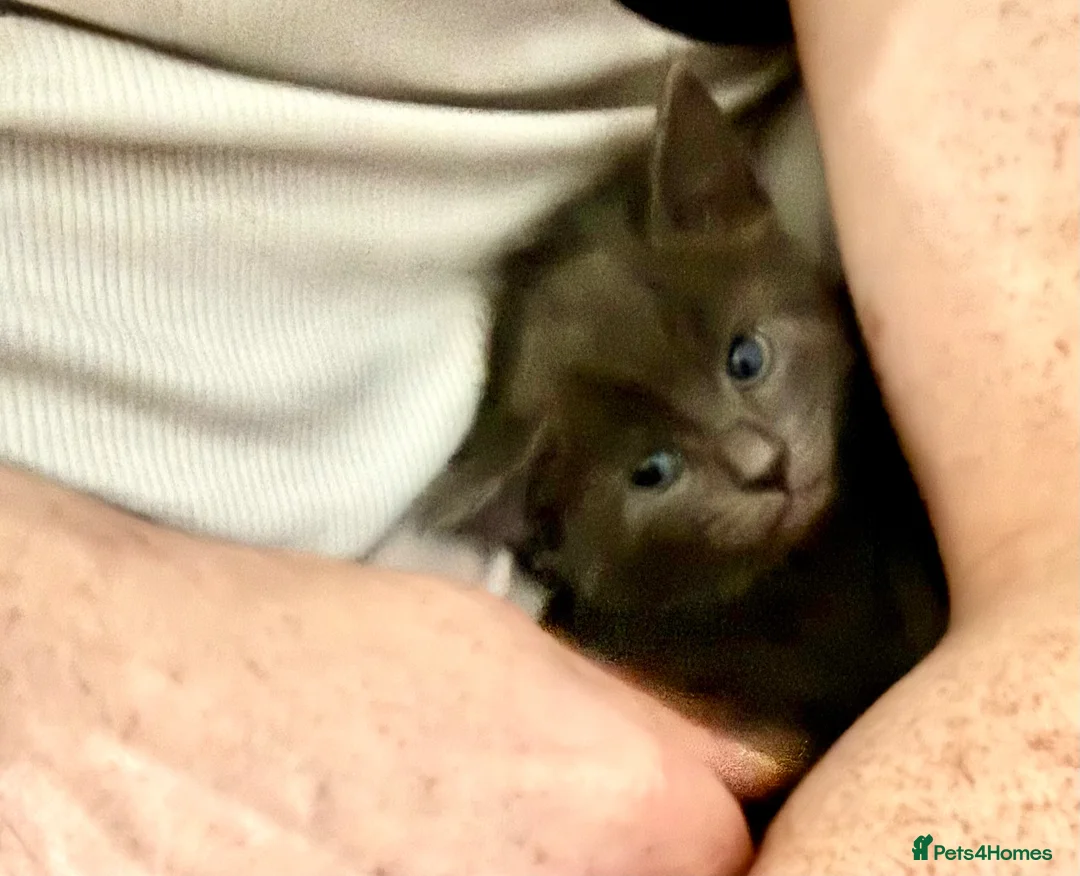 Domestic Shorthair cats for sale: Smokey grey and black British shorthair kittens - Advert 7