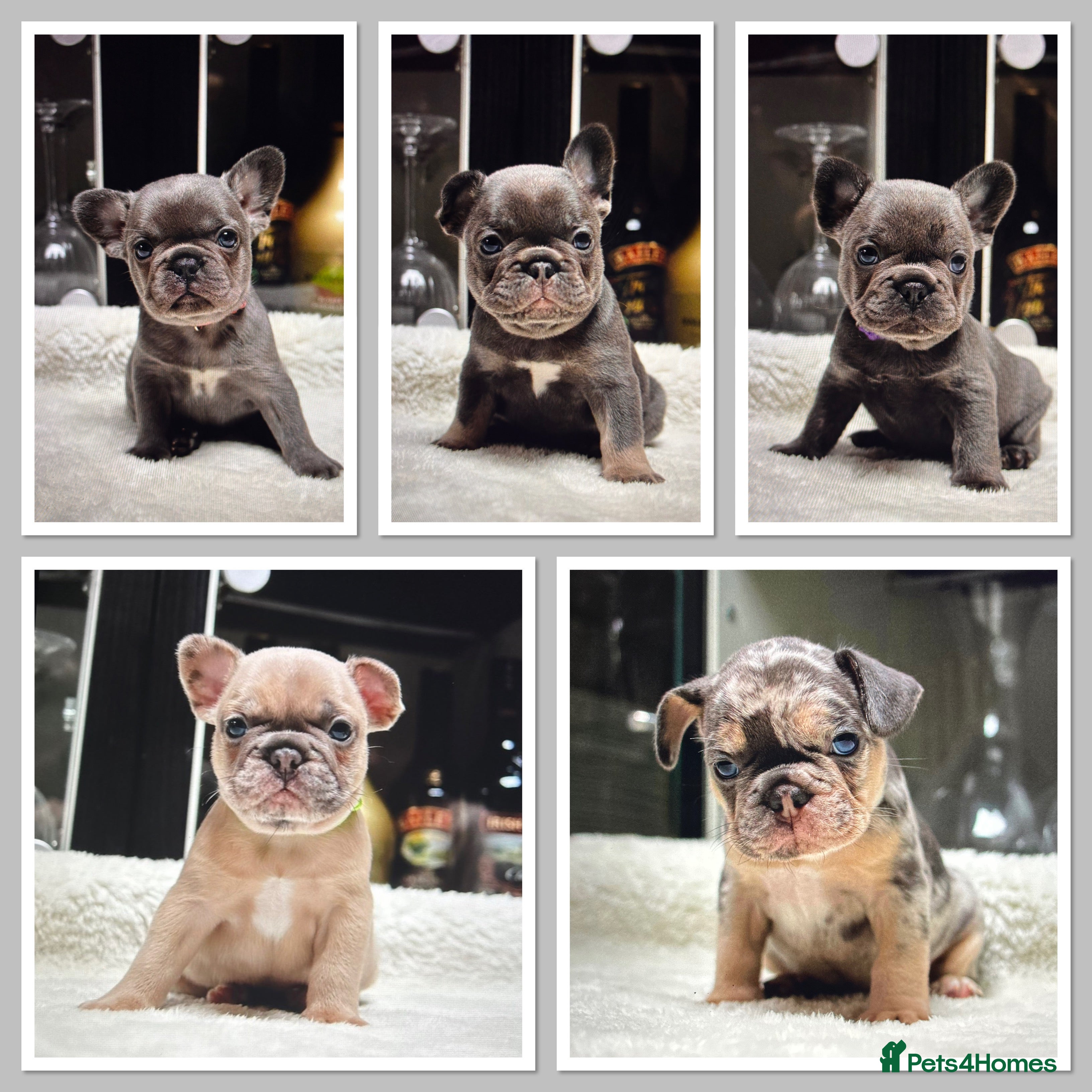 French Bulldog dogs Beautiful Frenchie Babies Seeking Forever Families - Advert 6