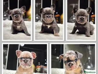 French Bulldog dogs Beautiful Frenchie Babies Seeking Forever Families - Advert 6