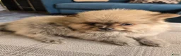 Pomeranian dogs for sale: Show quality Pomeranians girls kc registered - Advert 6