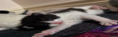 Mixed Breed Kitten 1