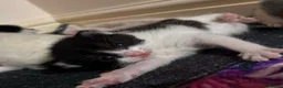 Mixed Breed cats for sale: Kittens for sale  - Advert 15
