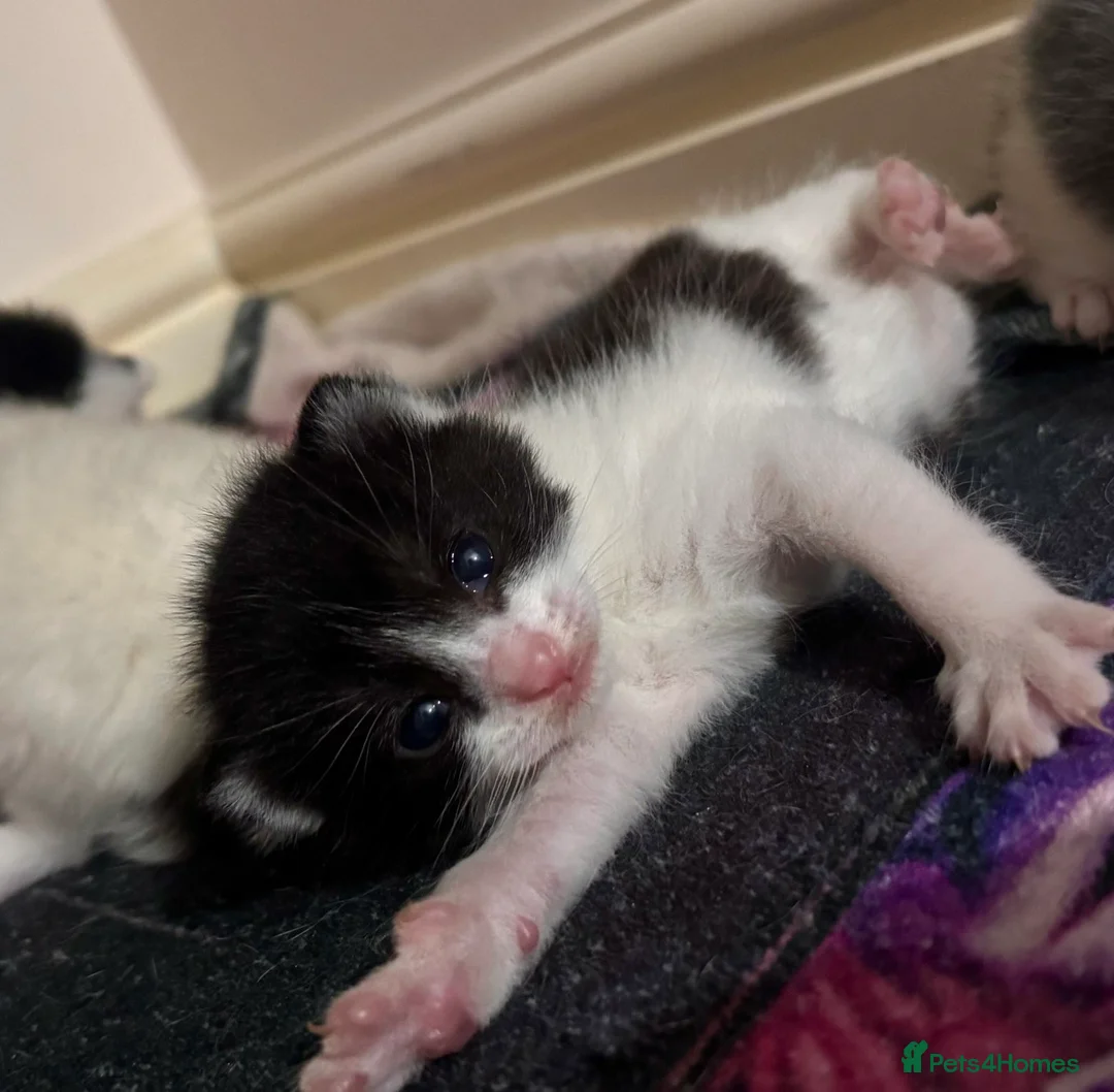 Mixed Breed cats for sale: Kittens for sale  - Advert 15