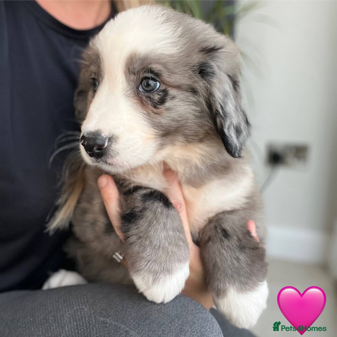 Bernese Mountain Dog dogs for sale: Stunning Chunky Bordernese Puppies - Image 10