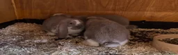 French Lop rabbits for sale: French Lop Babies - Advert 7