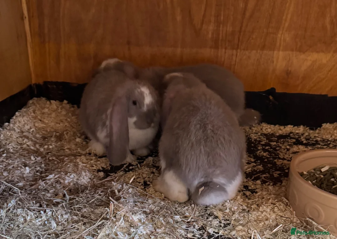 French Lop rabbits for sale: French Lop Babies - Advert 7