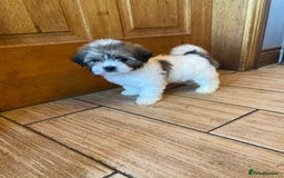 Lhasa Apso dogs for sale: Pure bred Lhasa apso pups  - Image 6