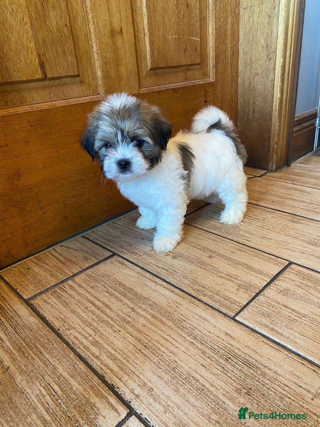 Lhasa Apso dogs for sale: Pure bred Lhasa apso pups  - Image 6
