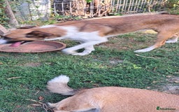 Mixed Breed dogs for adoption: BENNY - a faithful dog for a Loving Home - Image 9
