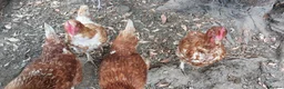 Chickens poultry for sale: French Copper Marrans  - Advert 2