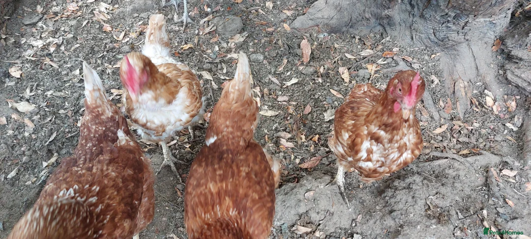 Chickens poultry for sale: French Copper Marrans  - Advert 2