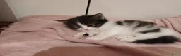 Mixed Breed cats for sale: Playful kittens  - Advert 11