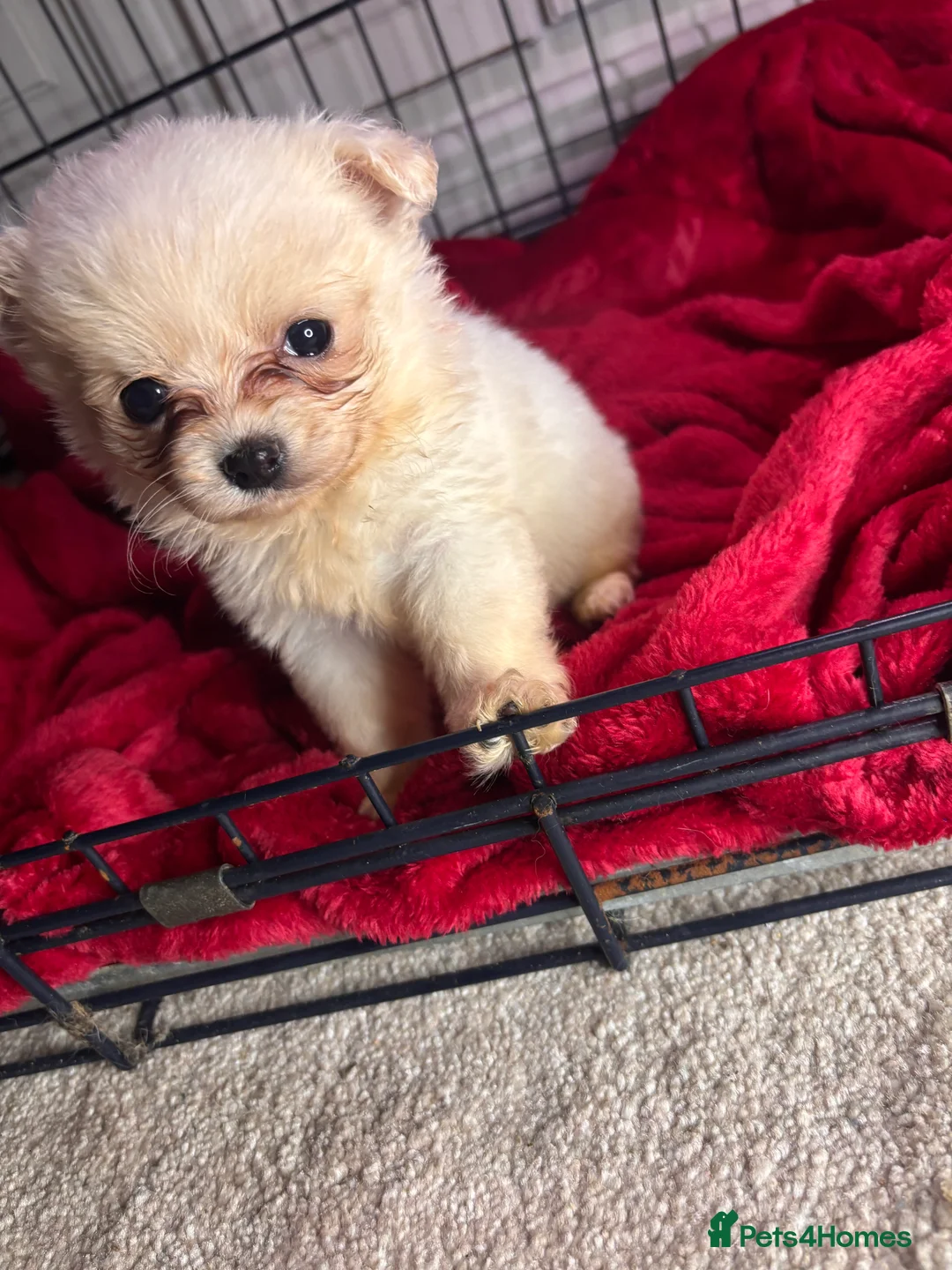 Pomchi dogs for sale: Pomchi puppy’s  - Advert 5