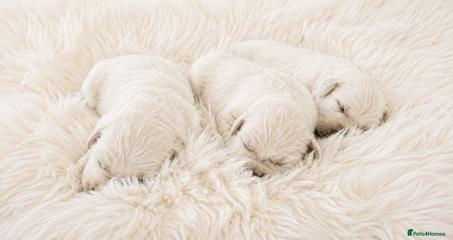 Golden Retriever dogs Newmiller Retrievers - One Boy Avaliable - Advert 2