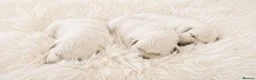 Golden Retriever dogs for sale: Newmiller Retrievers - One Girl Avaliable - Advert 2