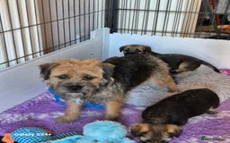 Border Terrier dogs for sale: Border terriers puppys - Image 14