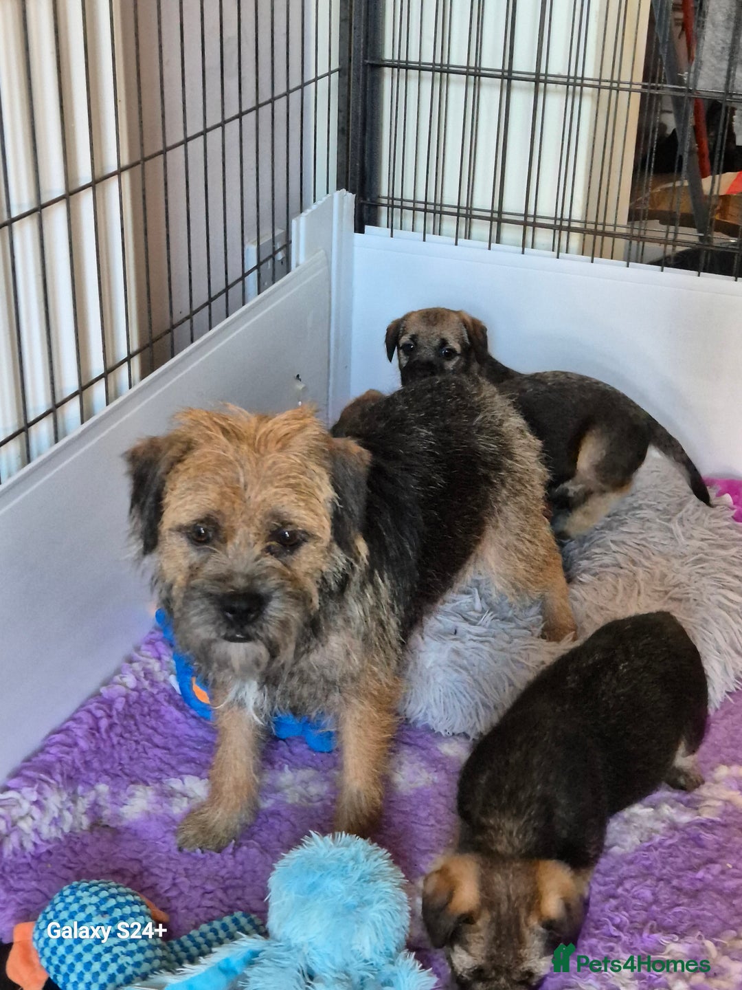 Border Terrier dogs for sale: Border terriers puppys - Image 14