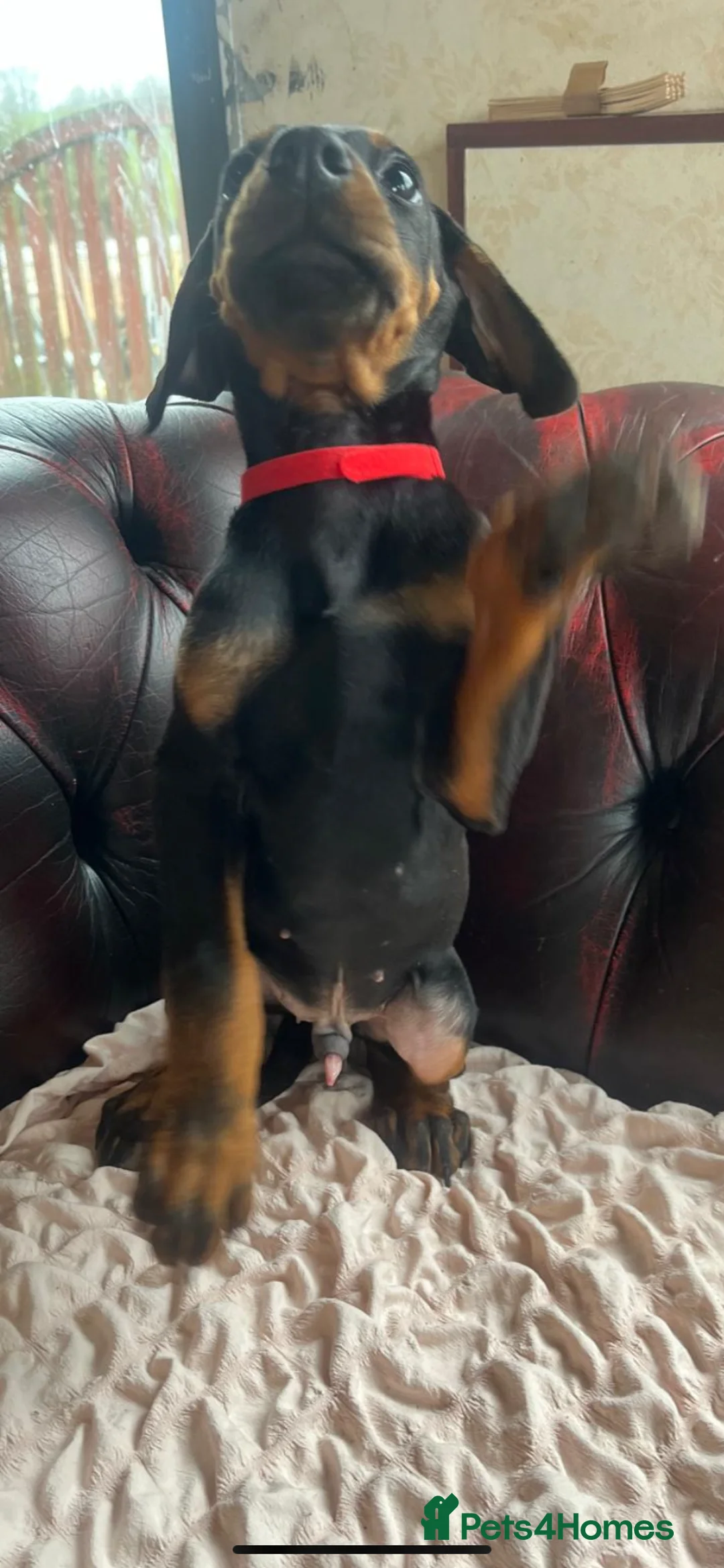 Dobermann dogs for sale: Doberman  - Advert 8