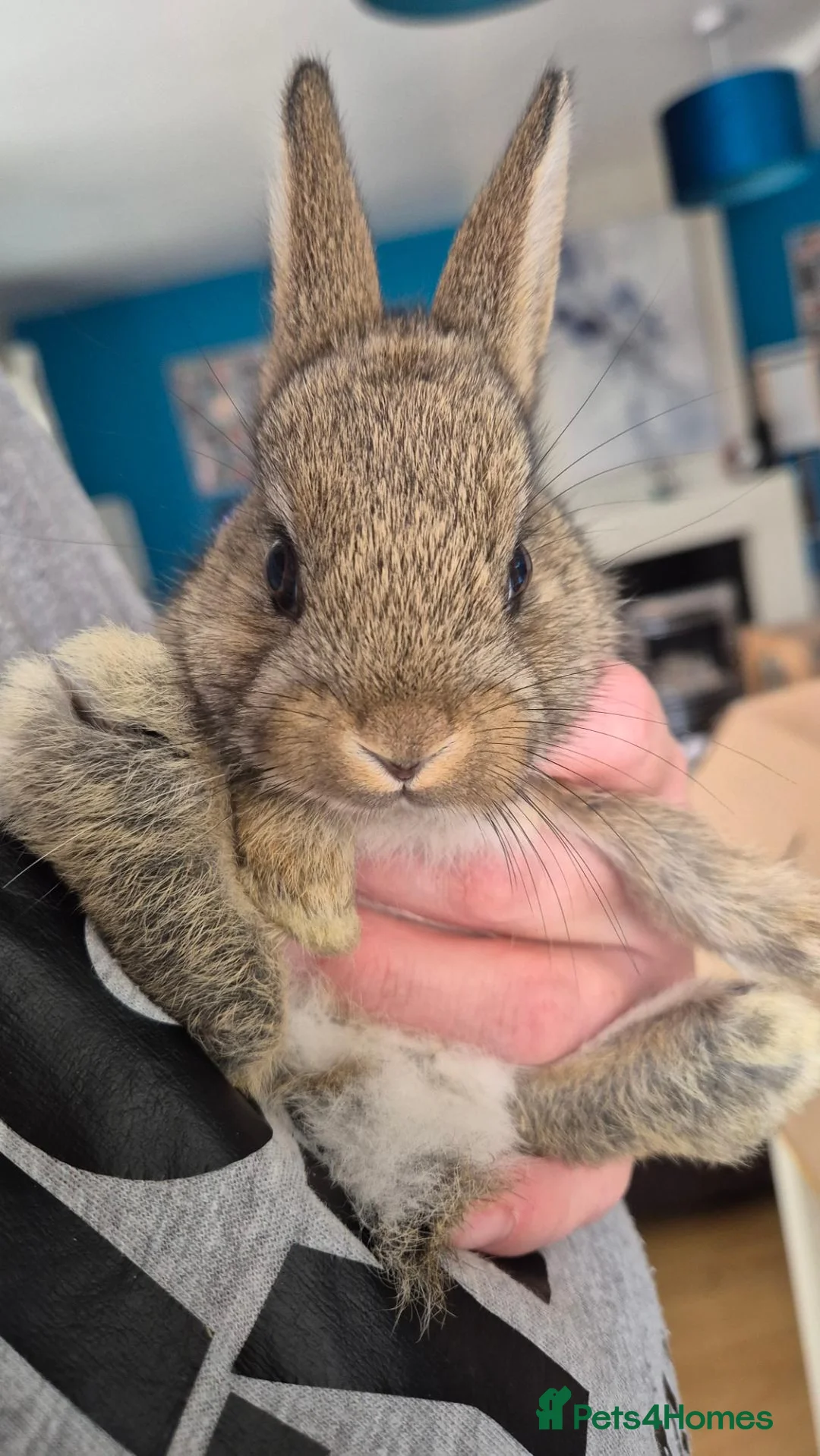 Netherland Dwarf rabbits for sale: Netherland Dwarf Rabbits  in Aldershot - Advert 1