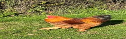 Chickens poultry for sale: Plymouth Rock x cockerels in Honiton - Advert 10
