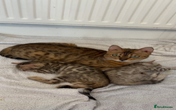 Bengal cats for sale: Bengal Kittens🐱 - Advert 2