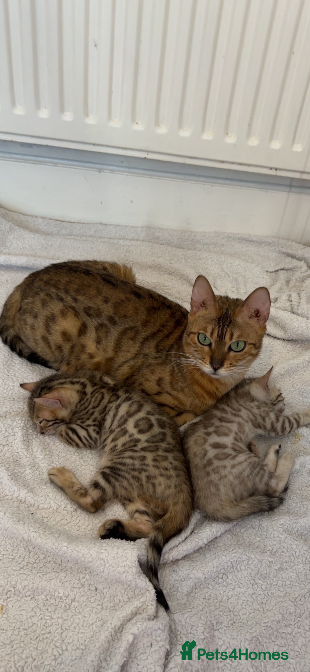 Bengal cats for sale: Bengal Kittens🐱 - Advert 2