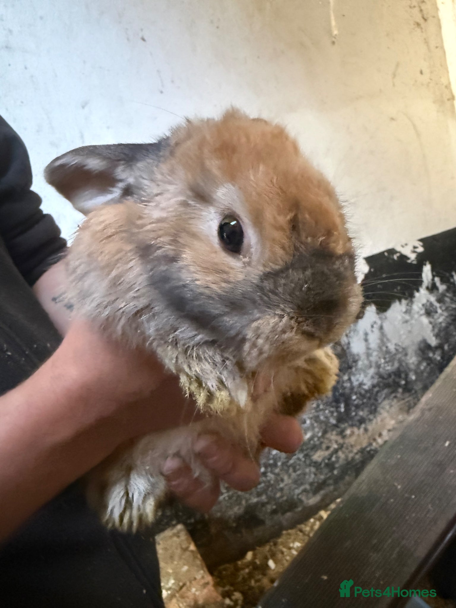 Mixed Breed rabbits Lop x cross rabbits 7 available  - Advert 13