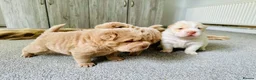 Shar Pei dogs for stud: Top quality full chco and tan bear coat  - Advert 17