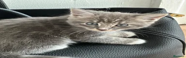 Maine Coon 5