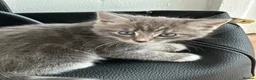 Maine Coon cats for sale: Maincoon cross kittens  - Advert 5