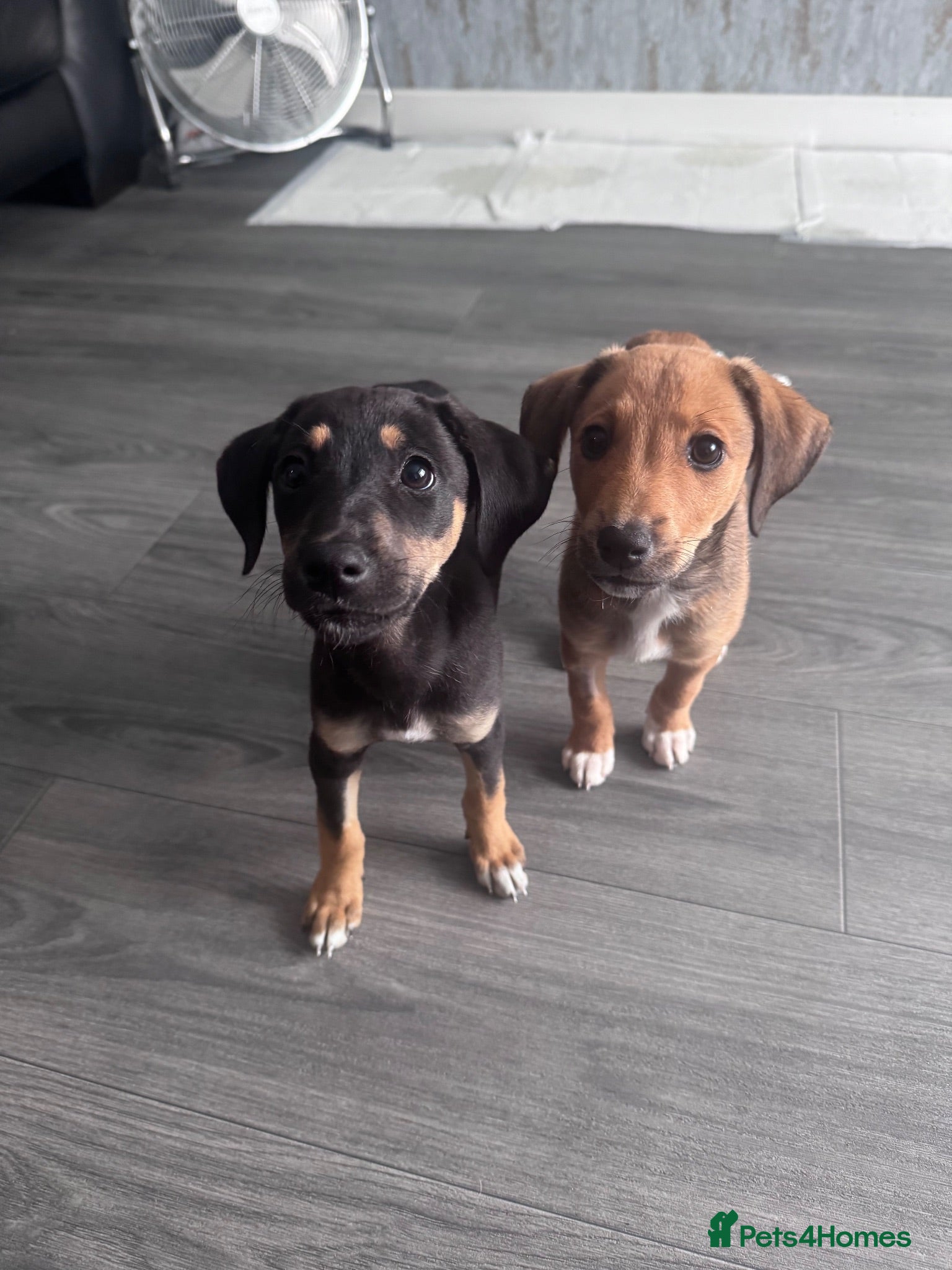 Mixed Breed dogs Bedlington whippet  - Advert 1