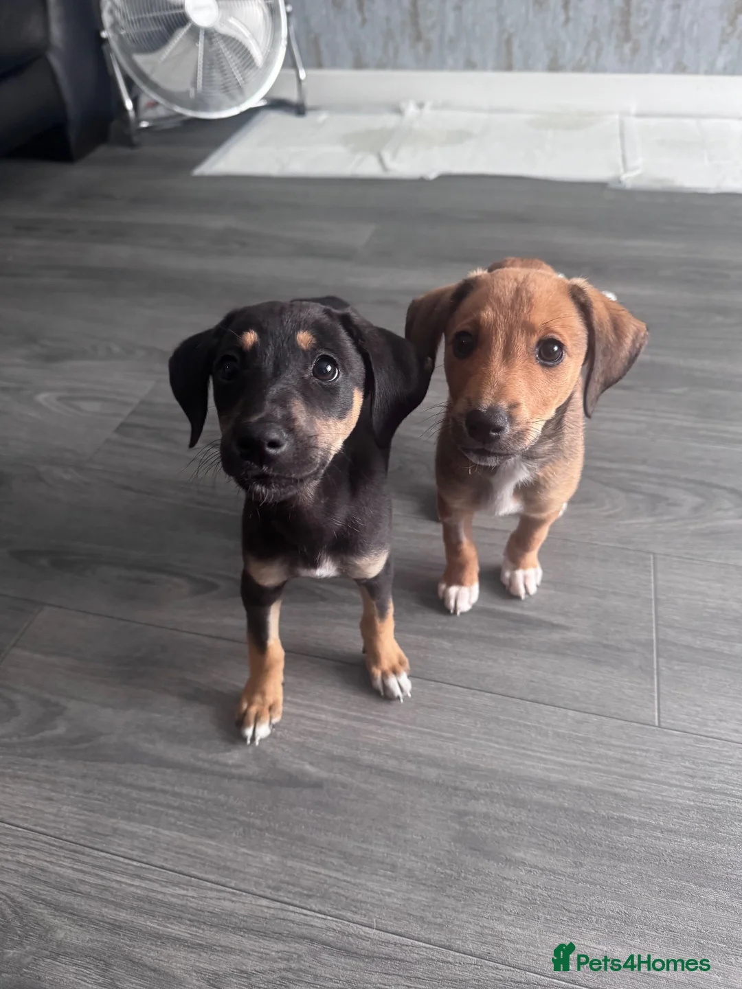 Mixed Breed dogs for sale: Bedlington whippet  - Advert 1