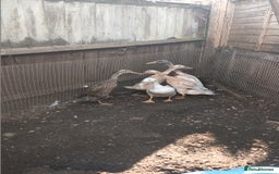 Ducks poultry for sale: Runner ducks and hens  - Image 8