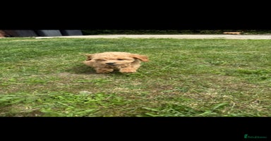 Cockapoo dogs - Advert 6