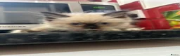 Ragdoll cats for sale: Ragdoll kittens  - Advert 3
