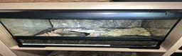 Tarantulas invertebrates for sale: 13 tarantulas and enclosures  in Manchester - Advert 7