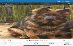 German Shepherd dogs for sale: Beautiful German shepherd boy - Image 6