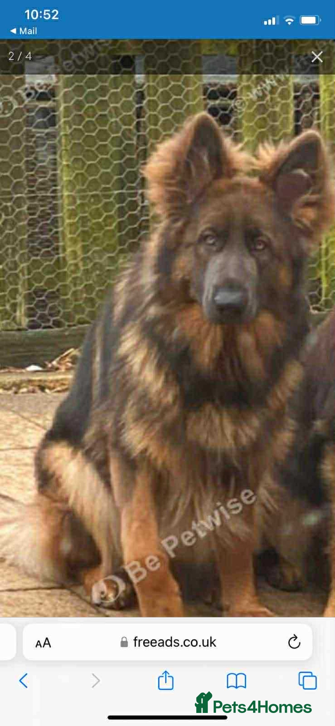 German Shepherd dogs for sale: Beautiful German shepherd boy - Image 6
